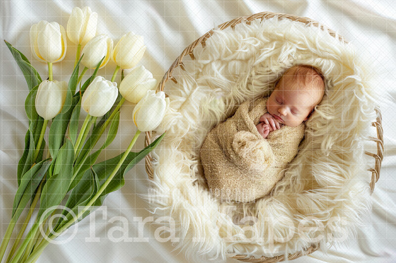 Soft Easter Newborn Digital Background - Newborn Ivory and Tulips Digital Backdrop (JPG file)
