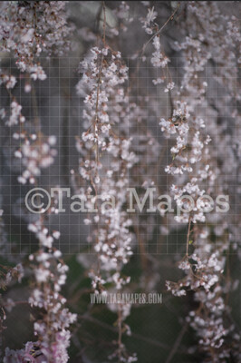 Cherry Tree Digital Backdrop -  Pink Tree Digital Background JPG