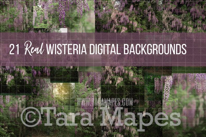 21 Pack Wisteria Digital Background JPG