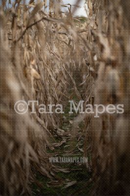 Cornstalks Digital Backdrop - Autumn - Halloween Digital Background