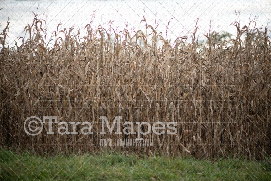 Cornstalks Digital Backdrop - Autumn - Halloween Digital Background