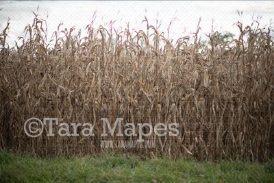 Cornstalks Digital Backdrop - Autumn - Halloween Digital Background