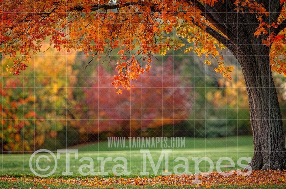 Fall Tree Digital Backdrop -  Autumn Tree in Park Digital Backdrop - Fall Autumn Digital Background - Free Leaves PNG included