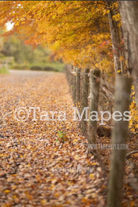 Autumn Path Digital Backdrop -  Fall Digital Background