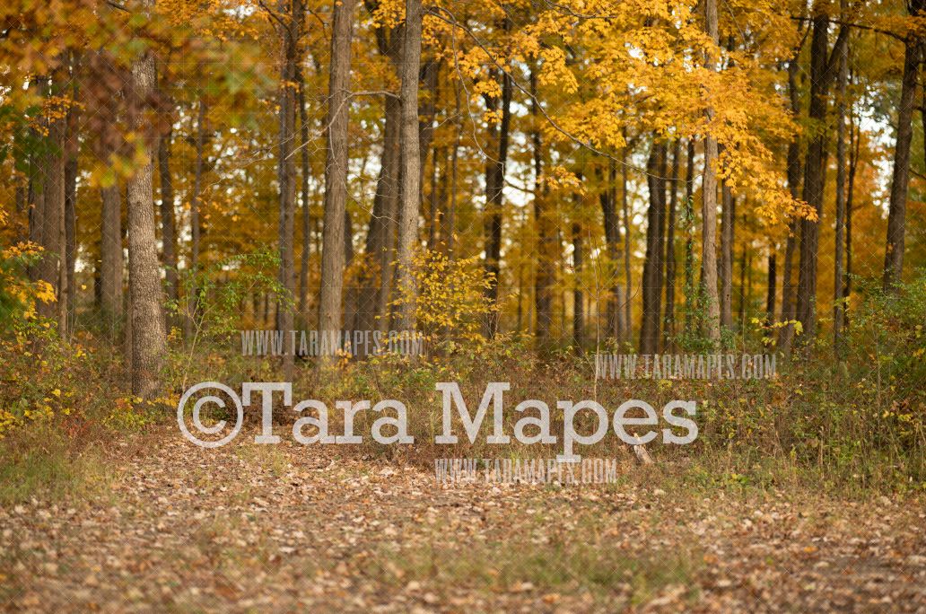 Autumn Forest Digital Backdrop -  Fall Digital Background