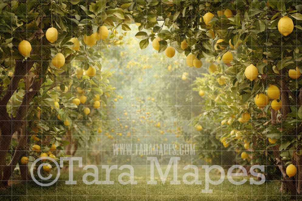 Lemon Trees Digital Background -  Digital  Backdrop
