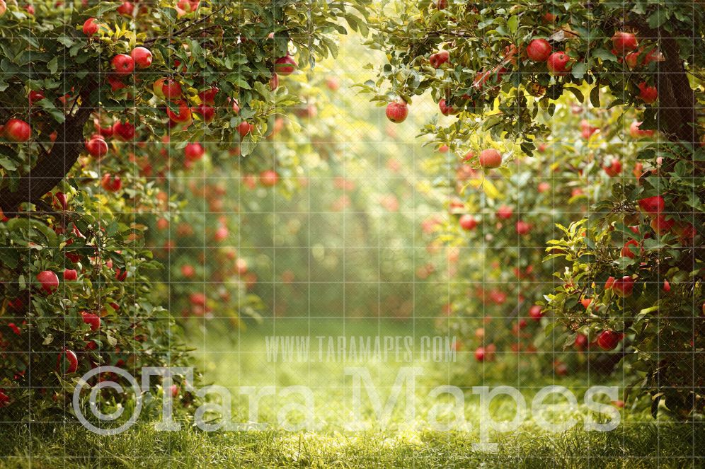 Apple Orchard Trees Digital Background -  Digital  Backdrop