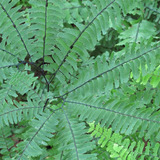 Ferns