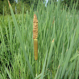 Wetland Plants