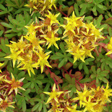 Ornamental Groundcovers