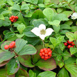 Native Groundcovers
