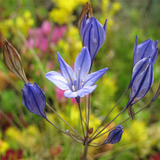 Native Perennials