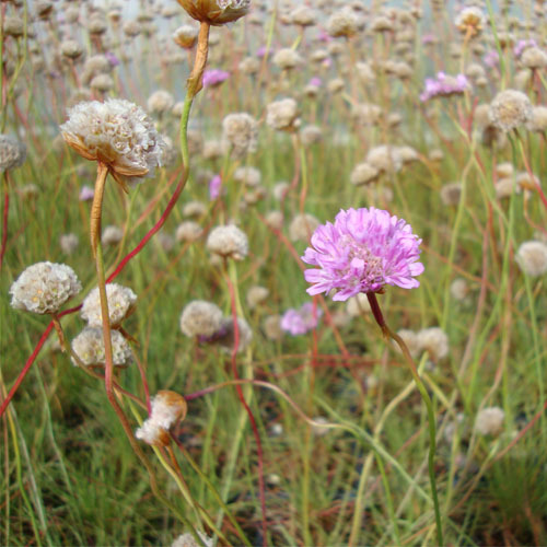 Armeria maritima, Common Thrift