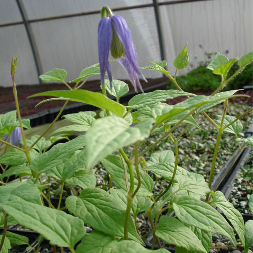 Clematis occidentalis, Blue Clematis