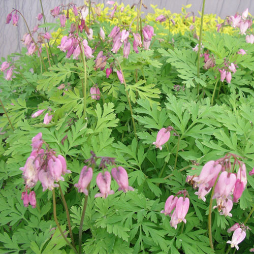 Dicentra formosa, Bleeding Heart