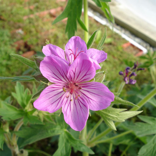 Geranium viscossisimum, Sticky Geranium