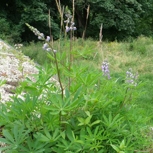 Lupinus arcticus, Arctic Lupine