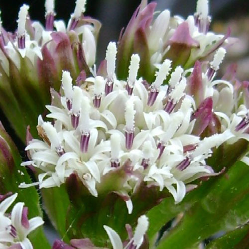 Petasites palmatus, Palamate Coltsfoot