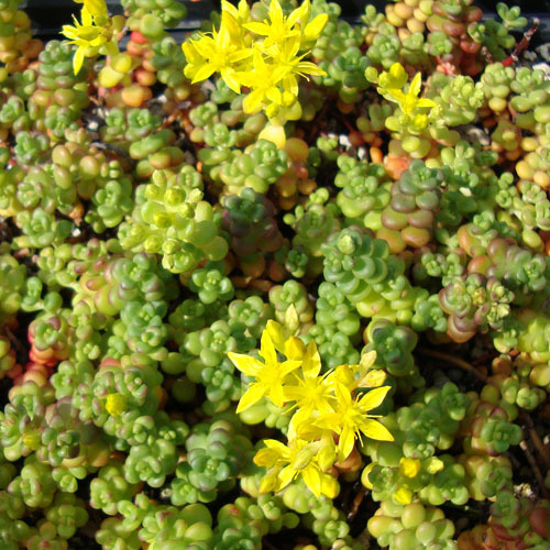 Sedum divergens , Spreading Stonecrop