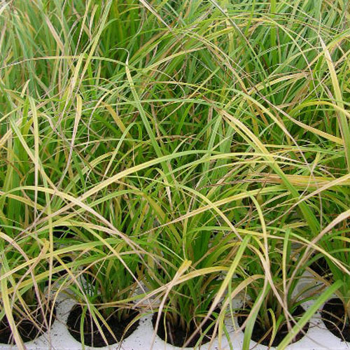 Carex tumulicola, Berkeley Sedge