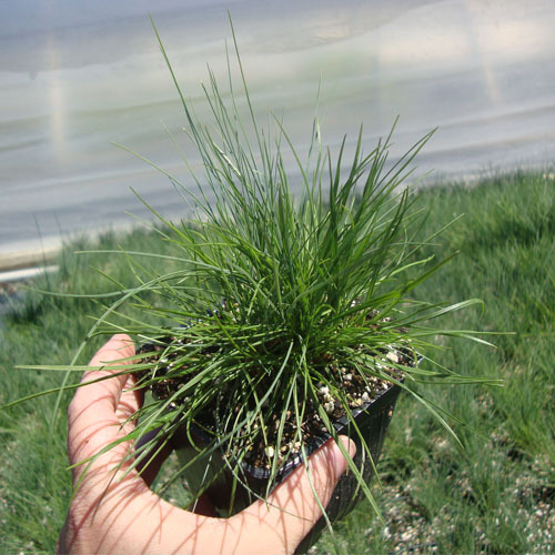 Festuca idahoensis, Idaho Fescue