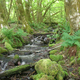 Riparian