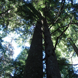 Woodland