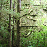 Shade Forest