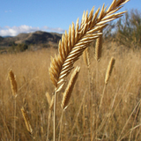 Grassland