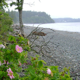 Maritime Shoreline