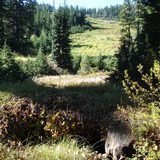Forest Edge