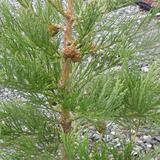 Ornamental Trees &amp; Shrubs