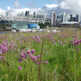 Green Roof