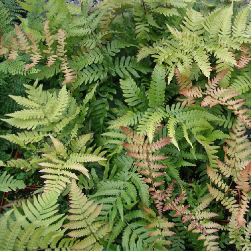 Dryopteris erythrosora, Autumn Fern