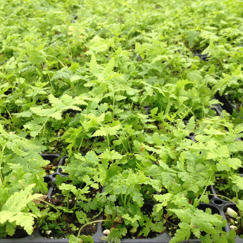 Matteucia struthiopteris, Ostrich Fern