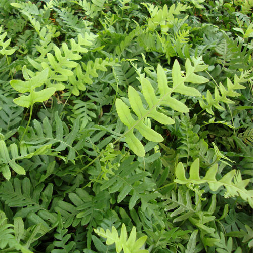 Polypodium glycyrrhiza, Licorice Fern