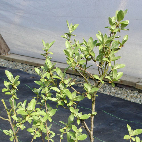 Elaeagnus commutata, Silverberry