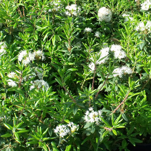 Ledum groenlandicum, Labrador Tea