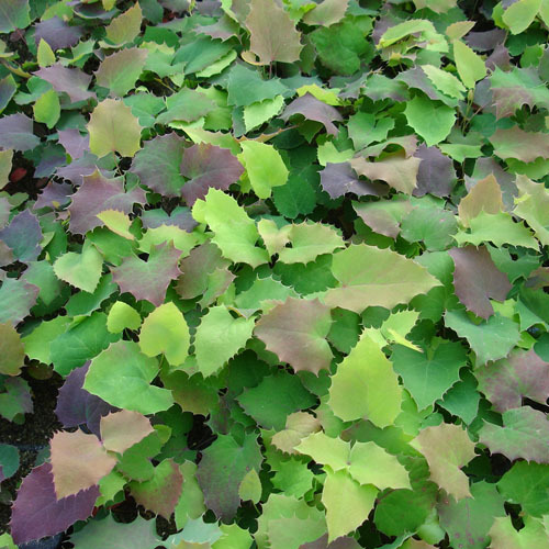 Mahonia repens, Creeping Oregon Grape