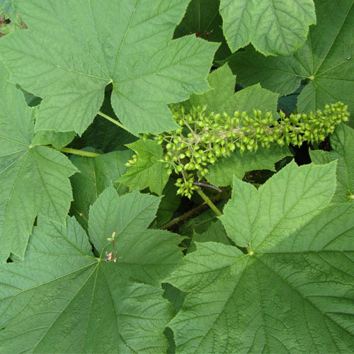 Oplopanax horridus, Devil&#39;s Club