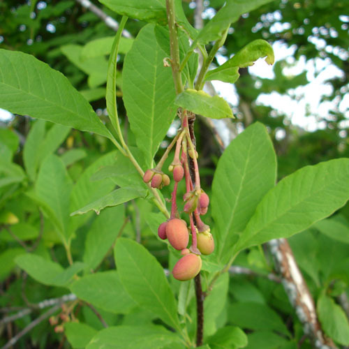 Osmaronia cerasiformis, Indian Plum