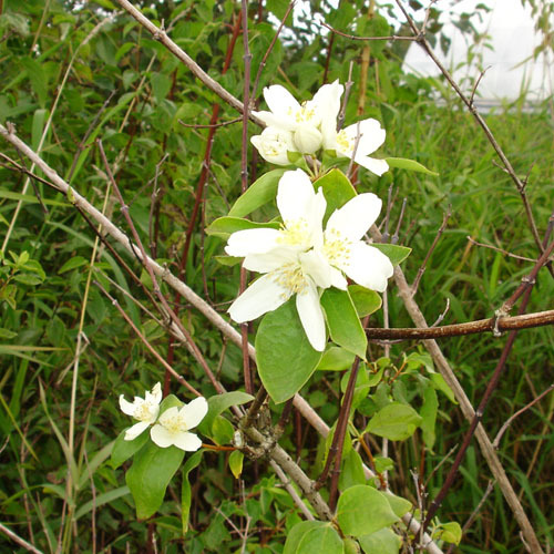 Philadelphus lewisii, Mock Orange