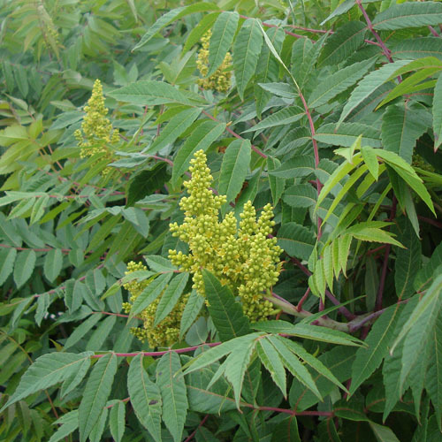 Rhus glabra, Smooth Sumac