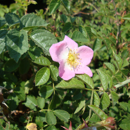 Rosa acicularis, Prickly Rose