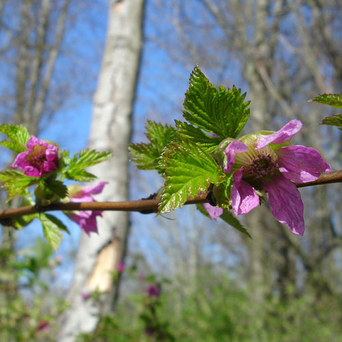 Rubus spectabilis                        , Salmonberry