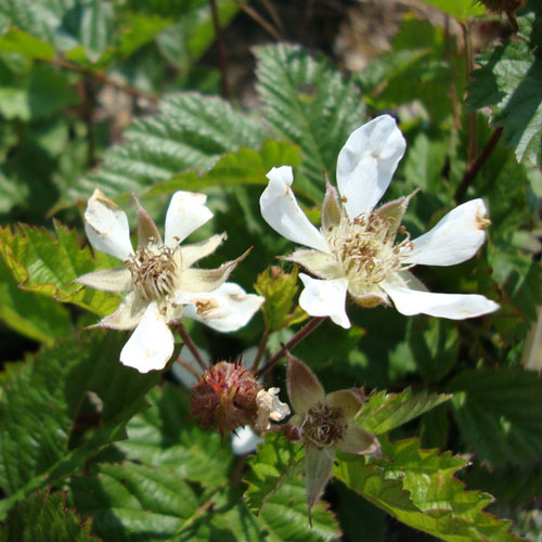 Rubus ursinus                              , Trailing Blackberry