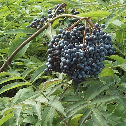 Sambucus cerulea, Blue Elderberry