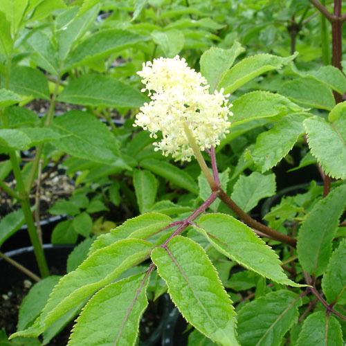 Sambucus racemosa, Red Elderberry