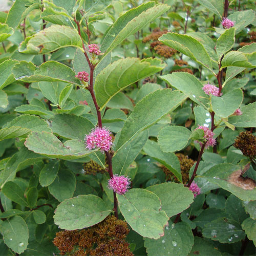 Spiraea densiflora, Mountain Spiraea
