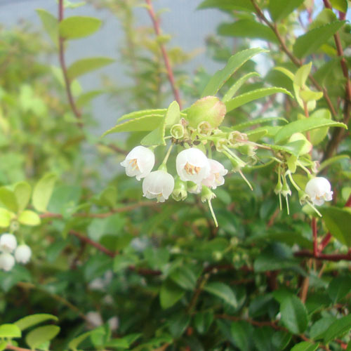 Vaccinium ovatum, Evergreen Huckleberry